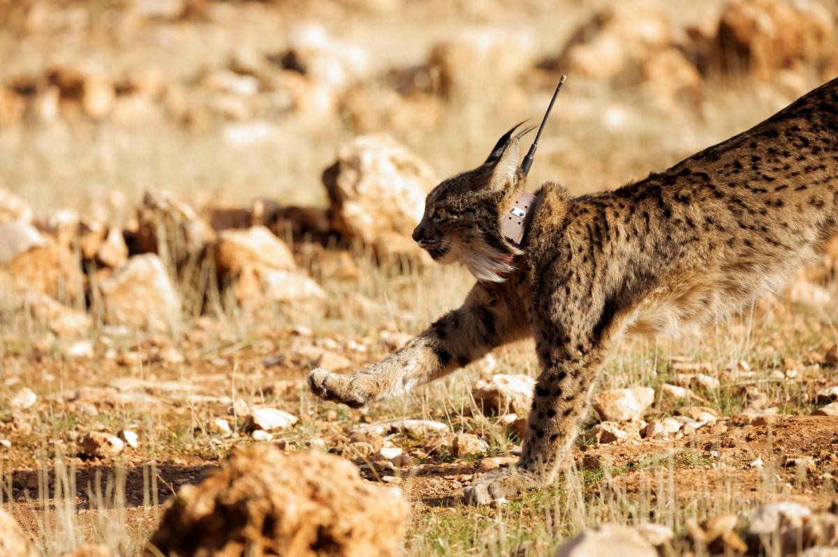 Illegally released lynx captured - NatureScot statement